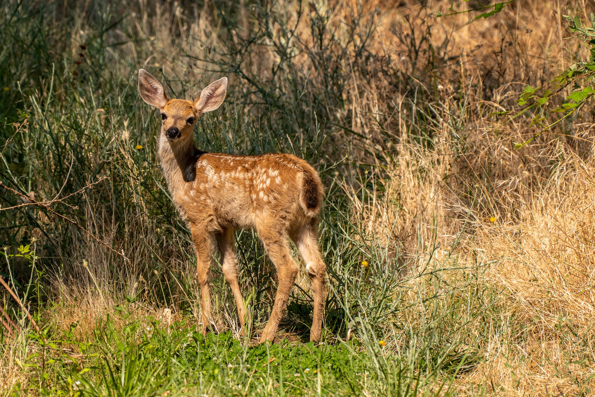 Fawn shot on a LUMIX S1 with 2x Teleconverter STC20 and 70-200mm f/4 lens