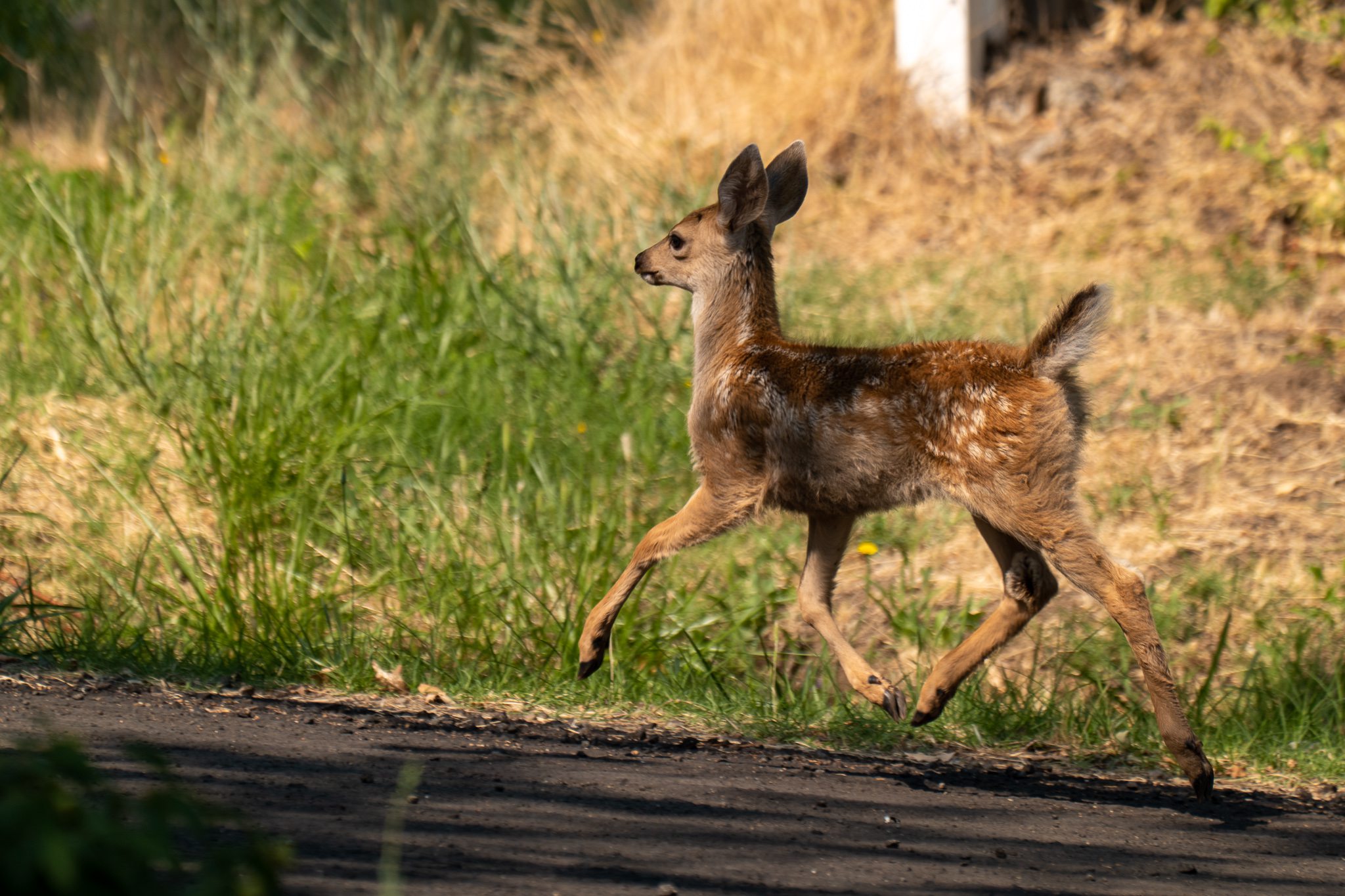 Fawn shot on a LUMIX S1 with 2x Teleconverter STC20 and 70-200mm f/4 lens